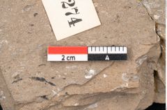 Foto (Detailansicht) von Araucaria sternbergii Goeppert (NHMW-GEO-2024-0188-8274)